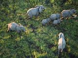 Africa 260 : Aerial View, Africa, Animal, Botswana, Delta, Elephant, Landscape, Mammal, Mombo, Okavango, Travel